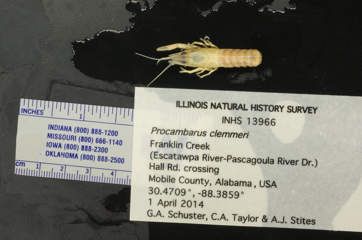 Procambarus clemmeri image